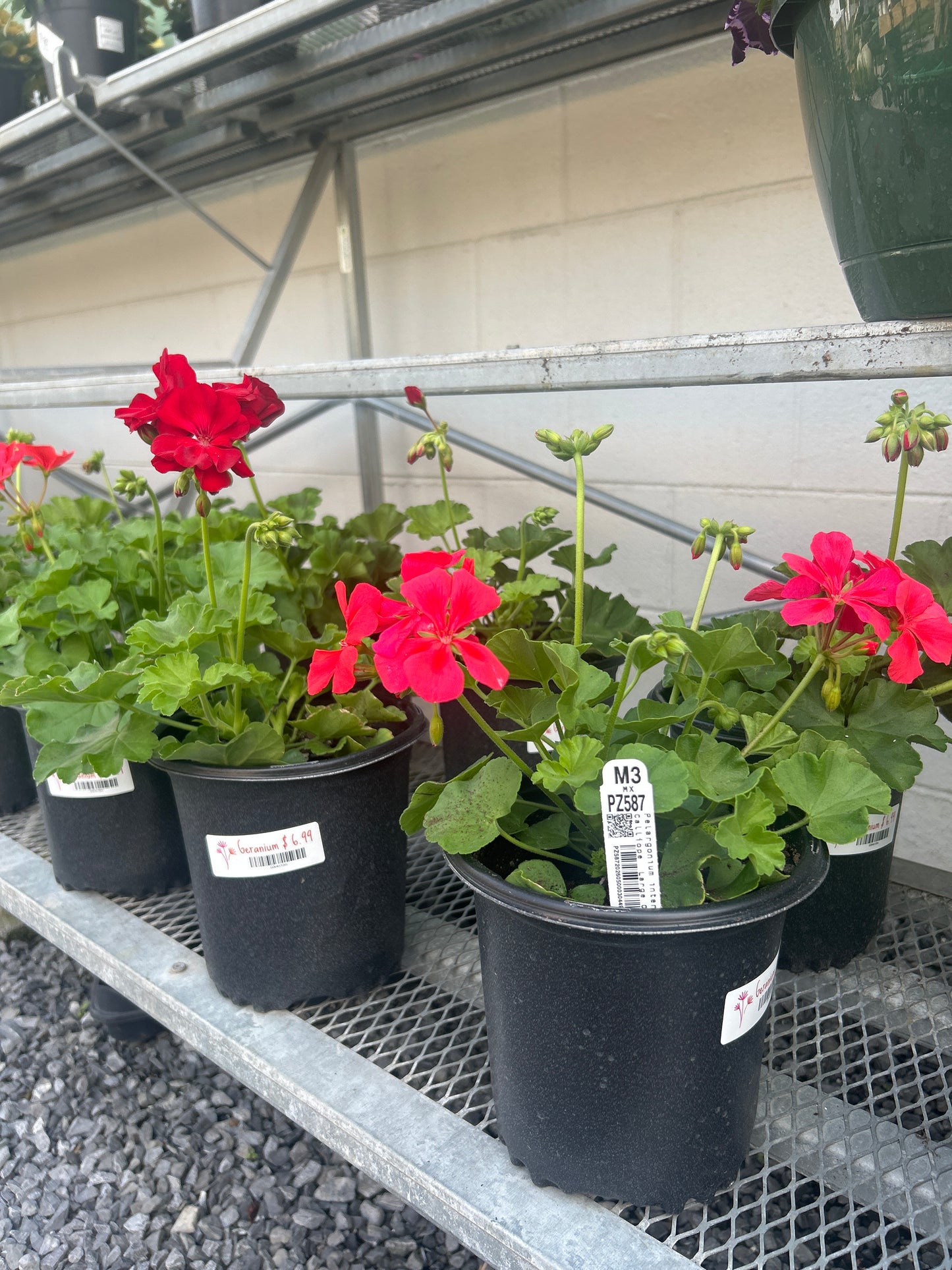 Geranium Gal