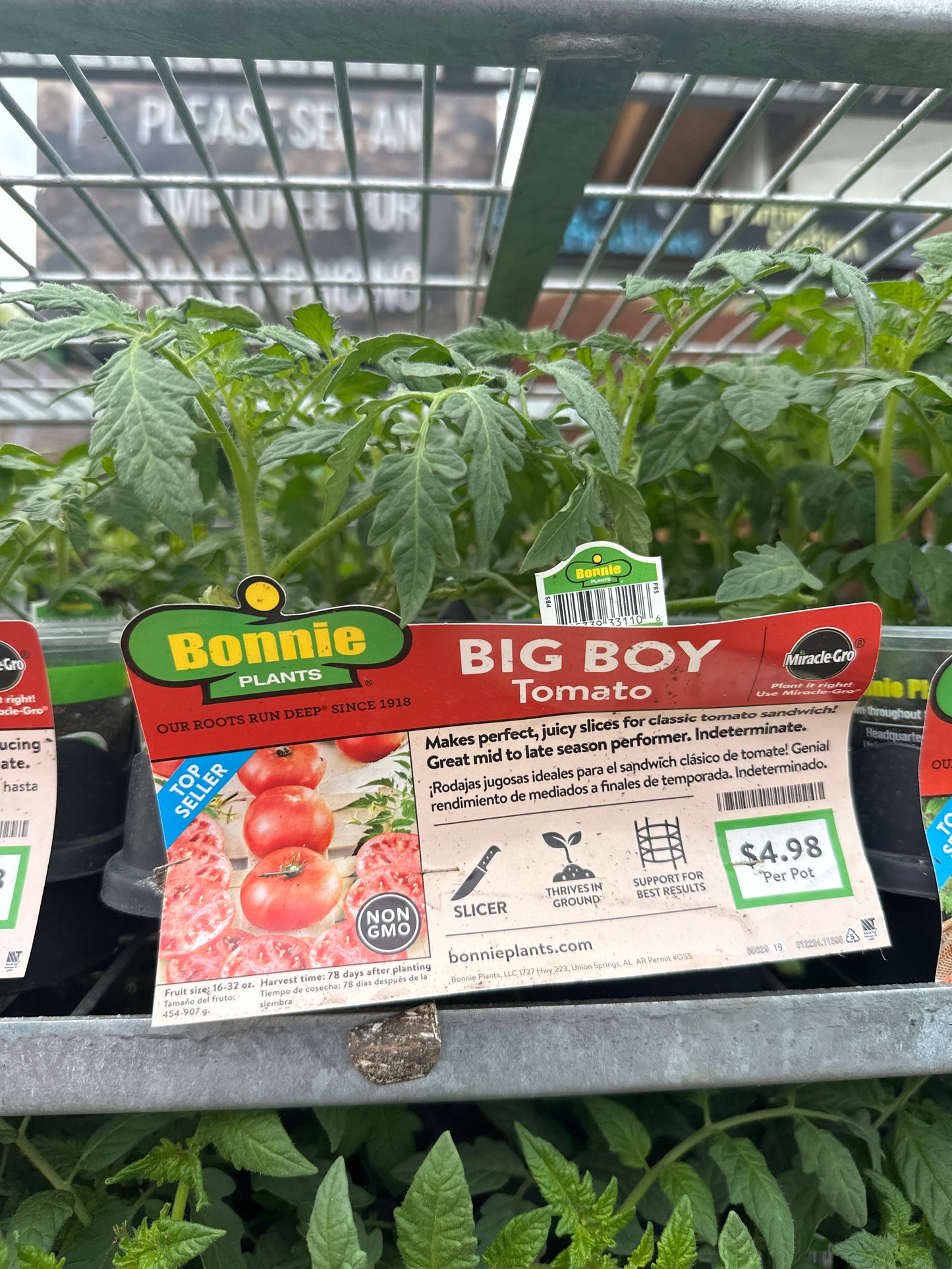 Bonnie Big Boy Tomato