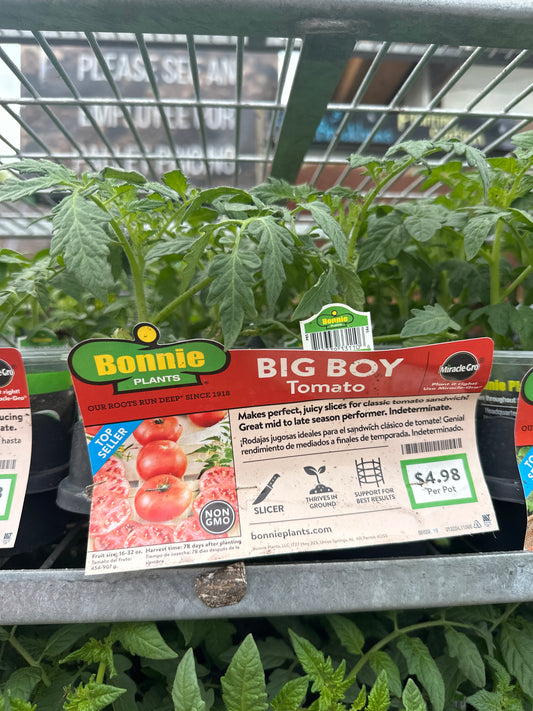 Bonnie Big Boy Tomato