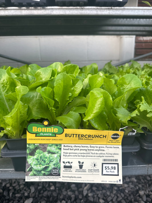 Bonnie Buttercrunch Bibb Lettuce 6 Pack