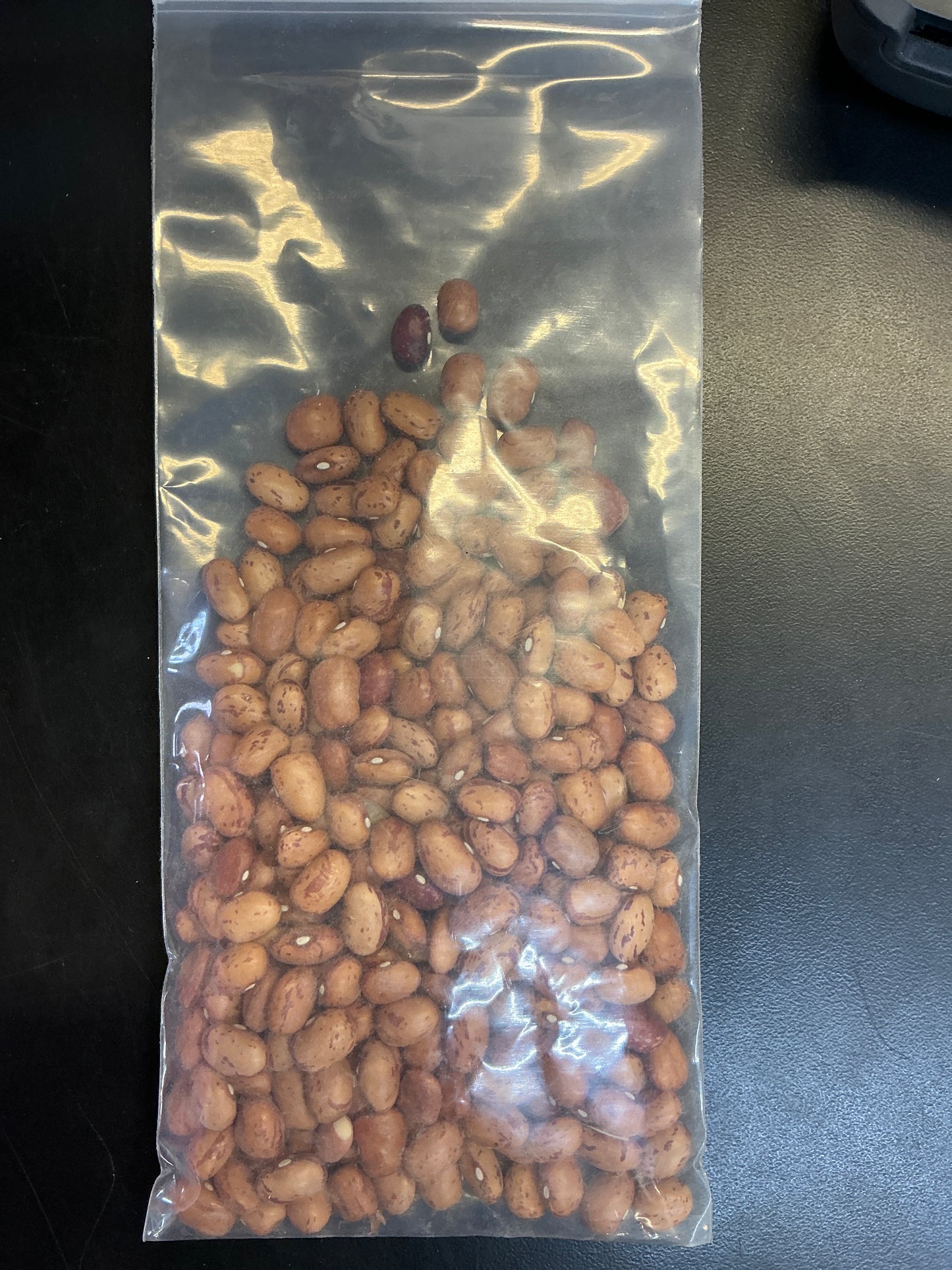 Big Boy Cowpea Stringless Bush