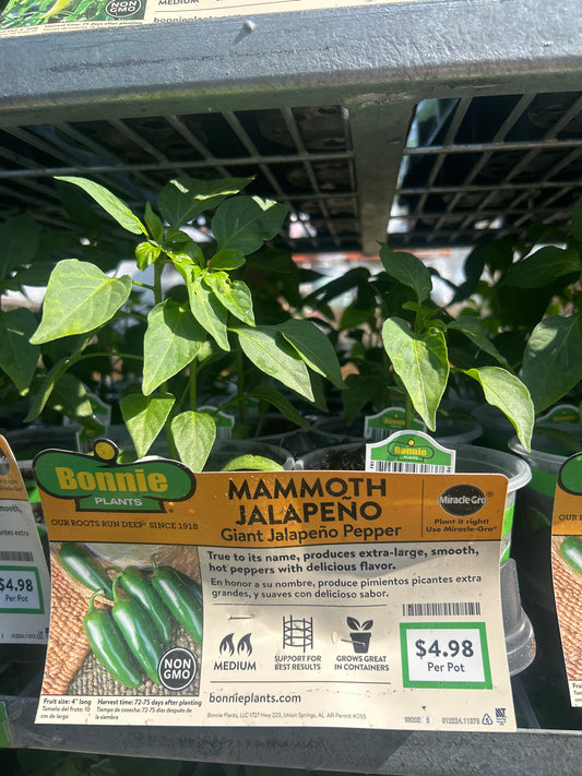 Mammoth Jalepeño Giant Pepper Bonnie Cup