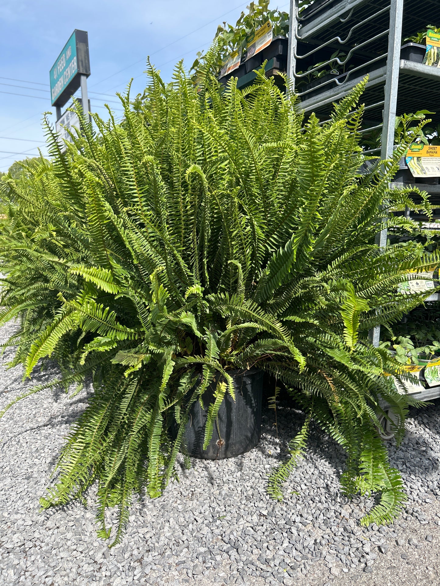 Massive Kimberly Fern