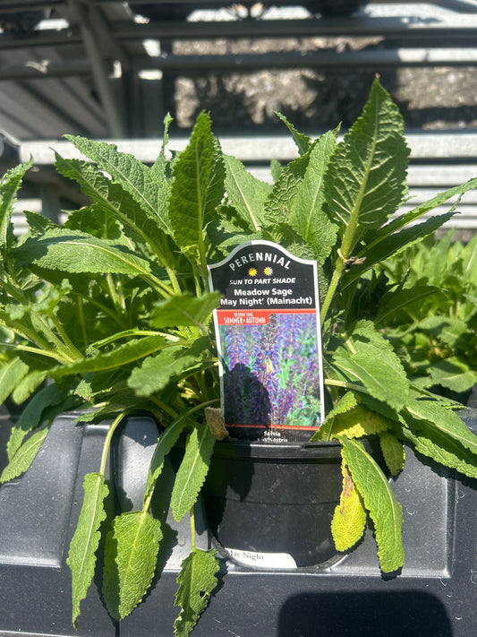 Salvia May Night 6.5”
