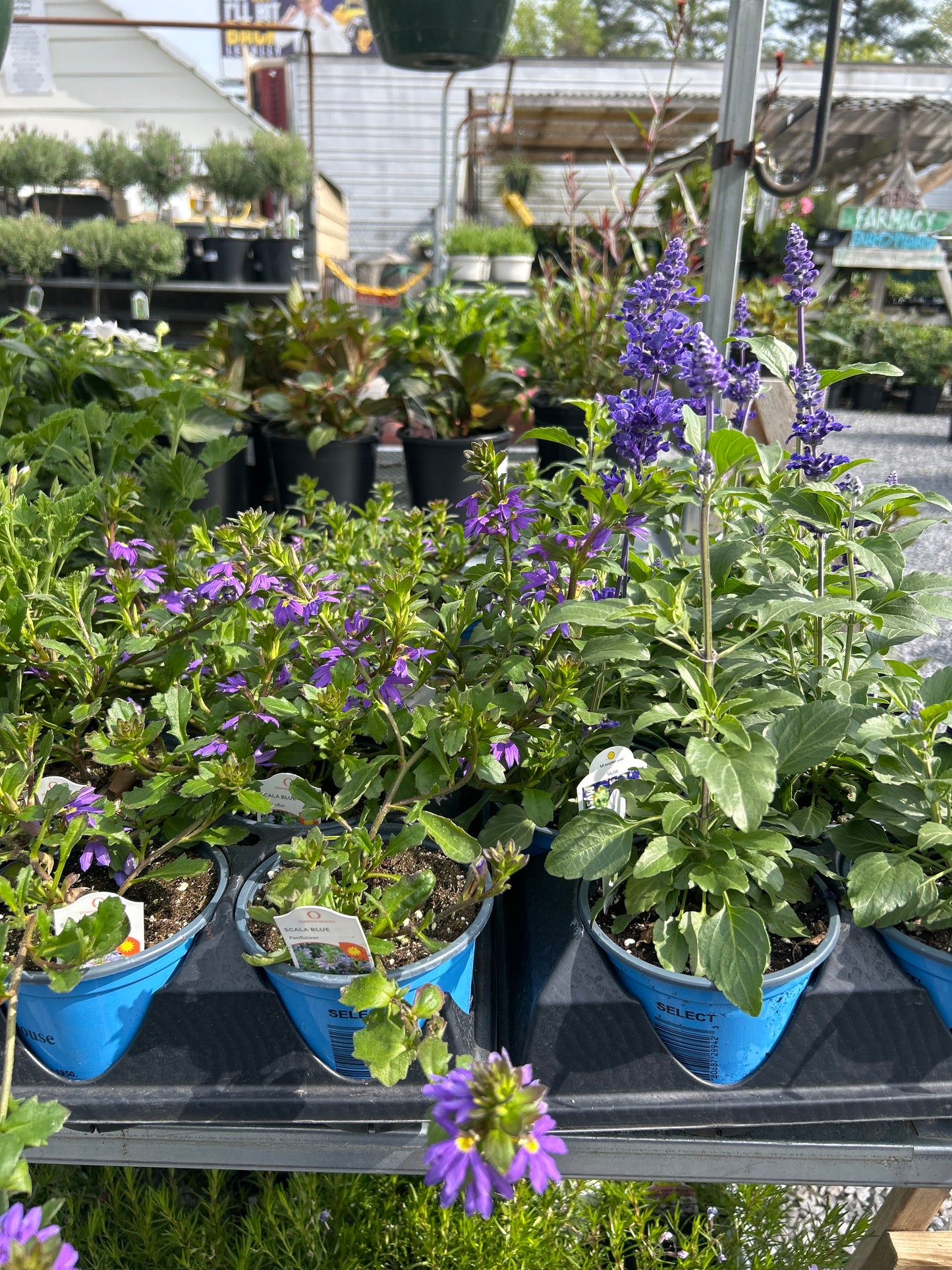 Bettingers Select Flower