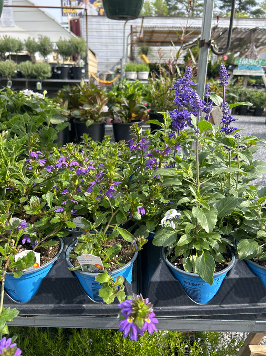 Bettingers Select Flower