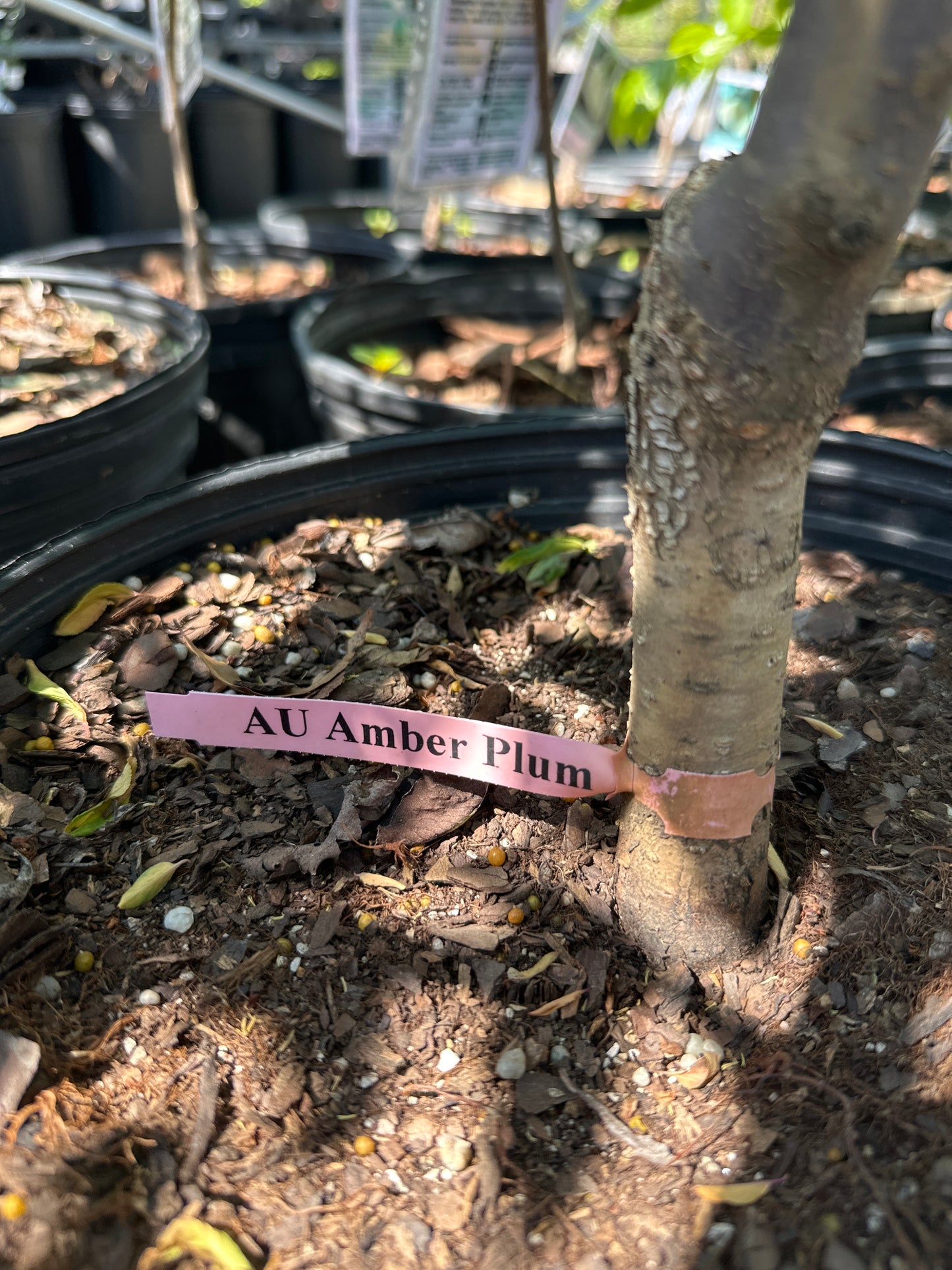 Au Amber Plum 5gal