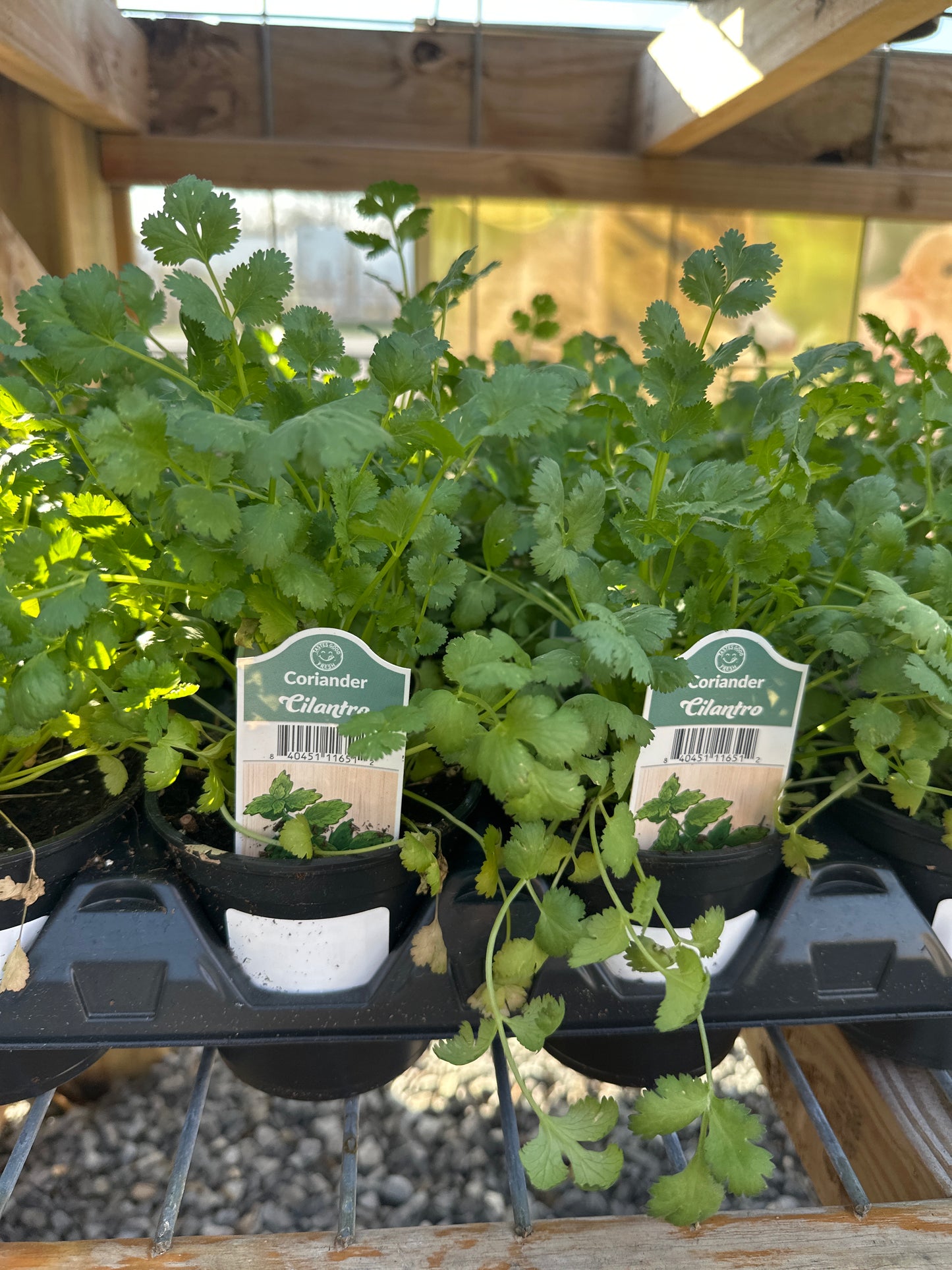 Cilantro