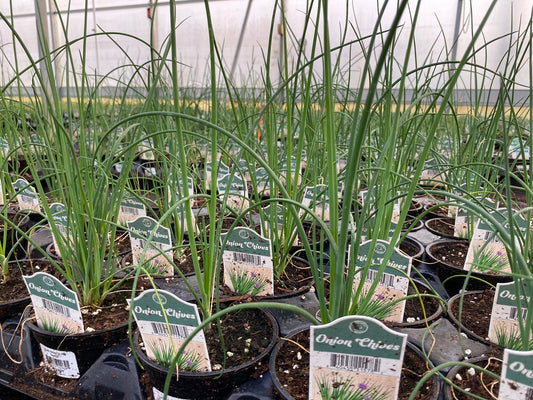 Onion Chives 4" Cup