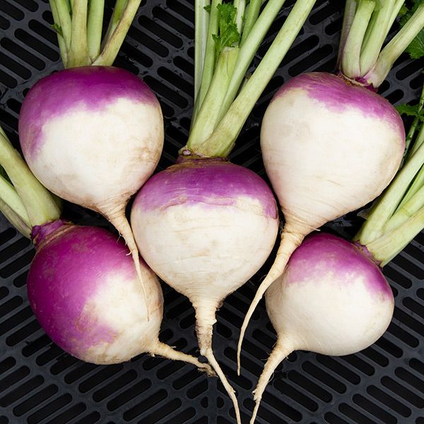 Purple Top Turnip Seeds