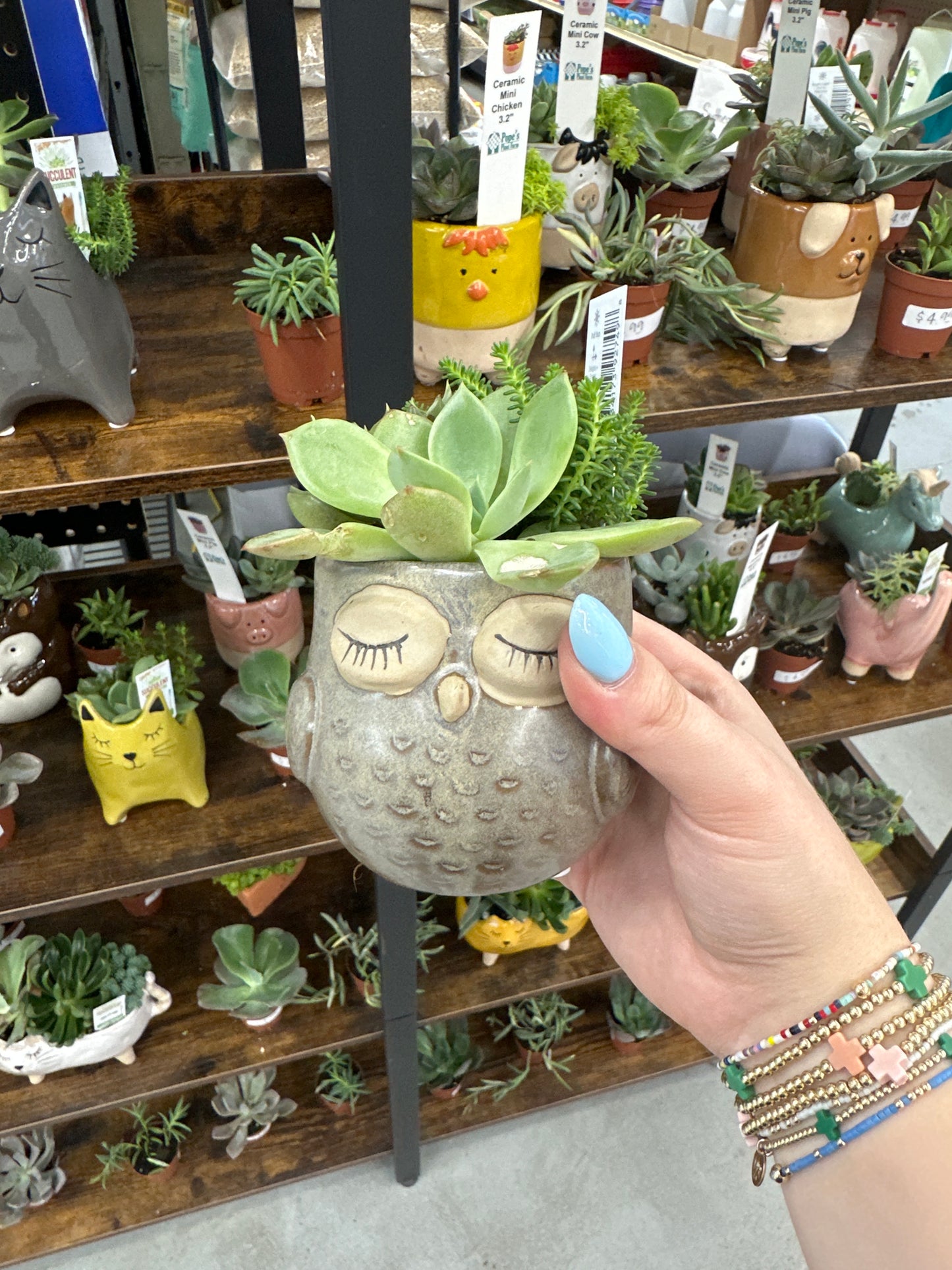Stone Owl Succulent 4”