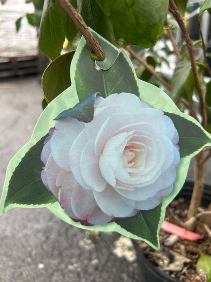 Camellia