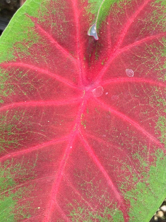 Caladium 12"