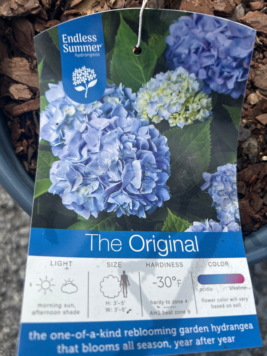 Endless Summer Hydrangea