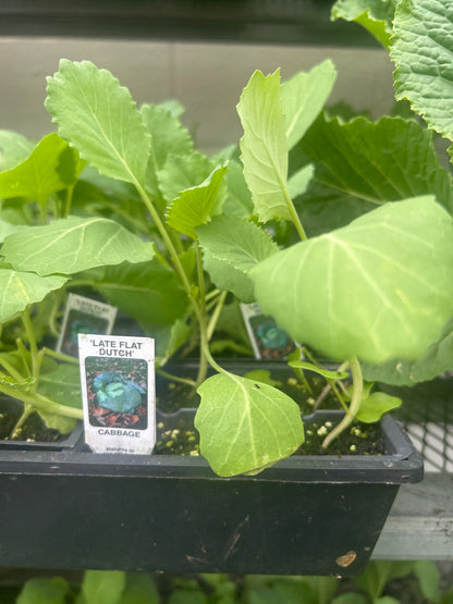 4 Pack Veggie