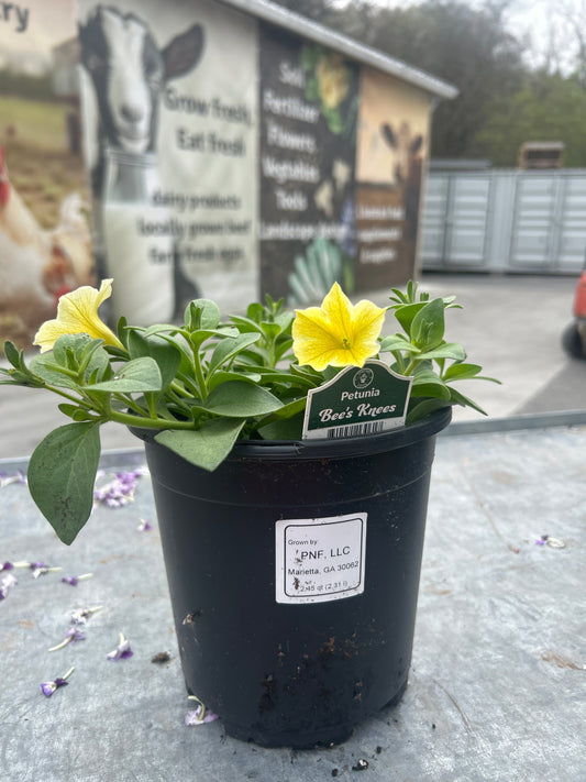 Petunia Bee’s Knees