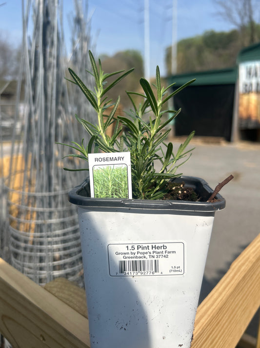 1.5 Pint Herb