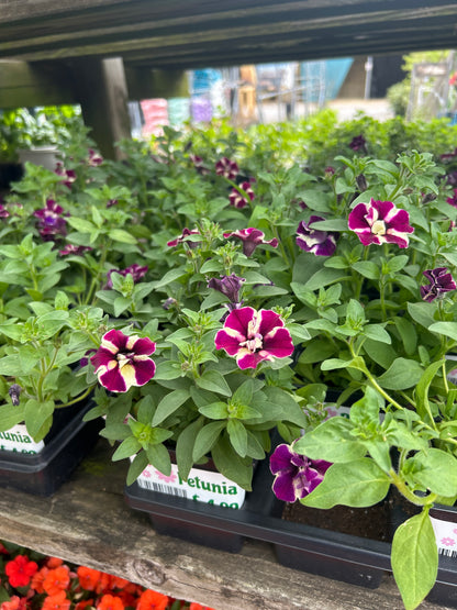 Petunia