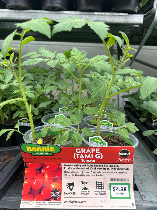 Grape (Tami G) Tomato Bonnie Cup