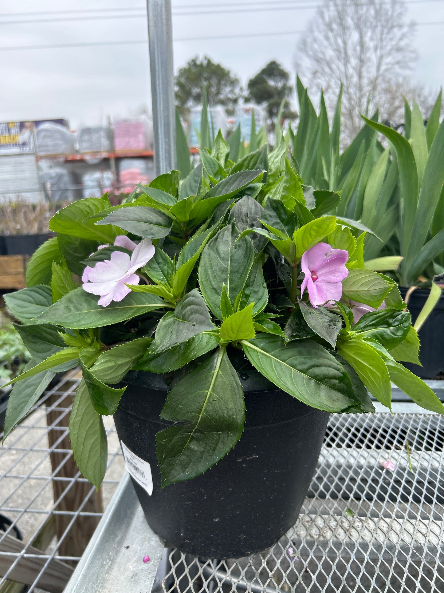 Sunpatiens Compact Orchid Blush