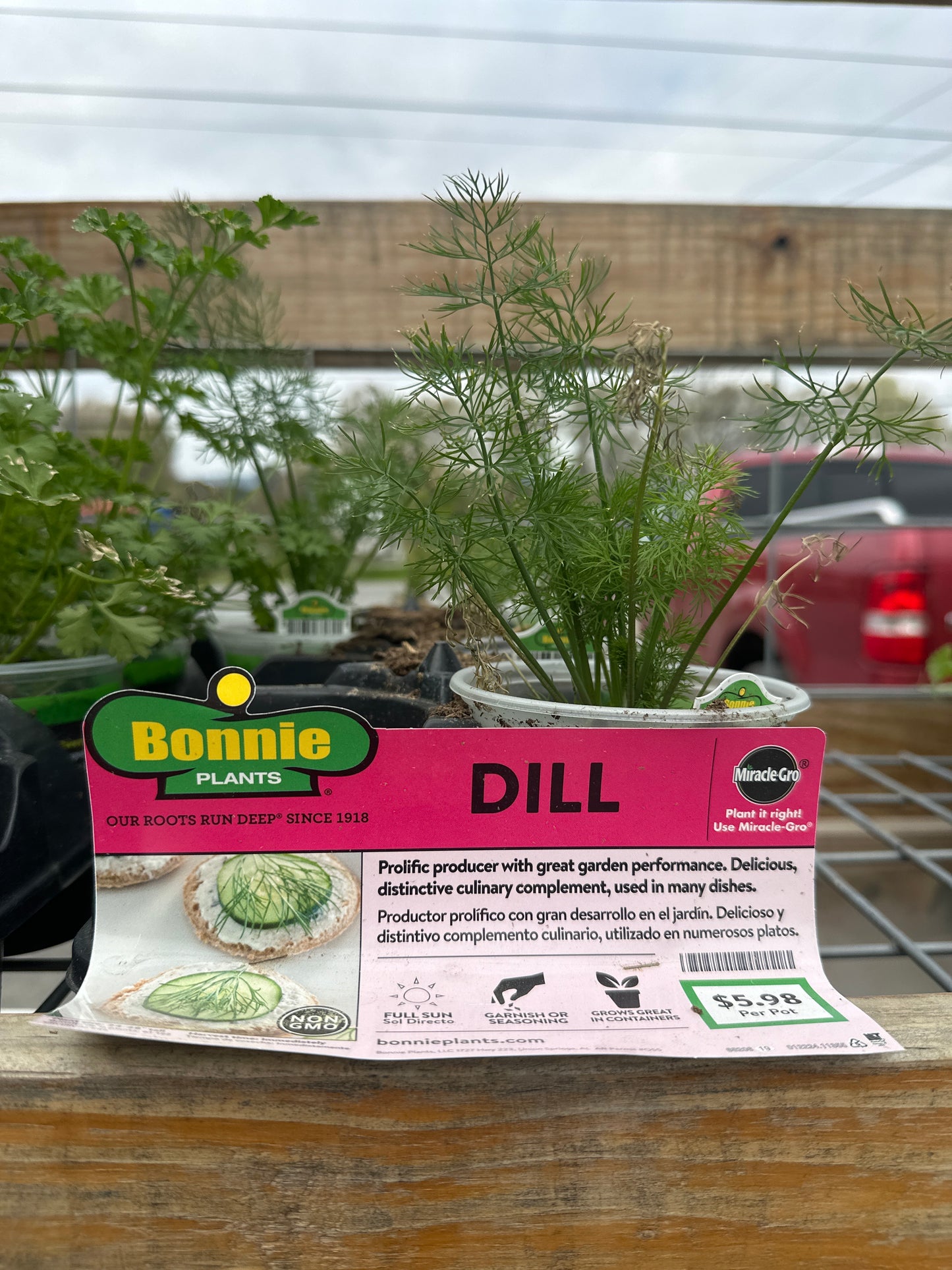 Bonnie Dill