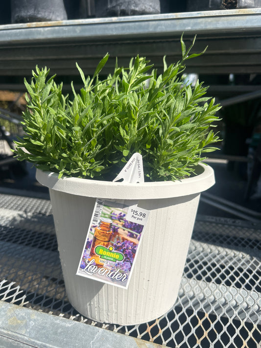 Lavender 8” Pot