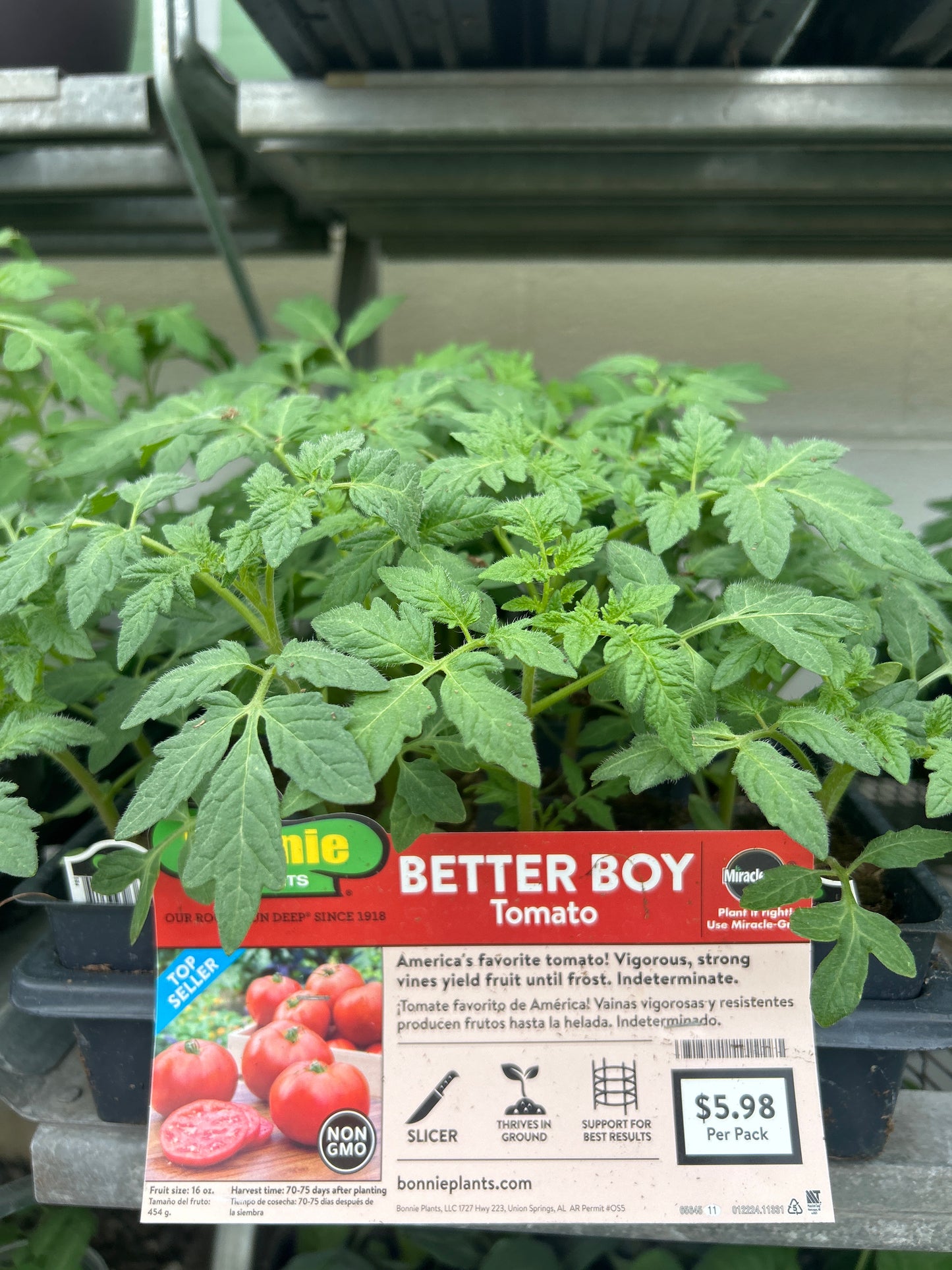 Better Boy Tomato Bonnie 6 Pack