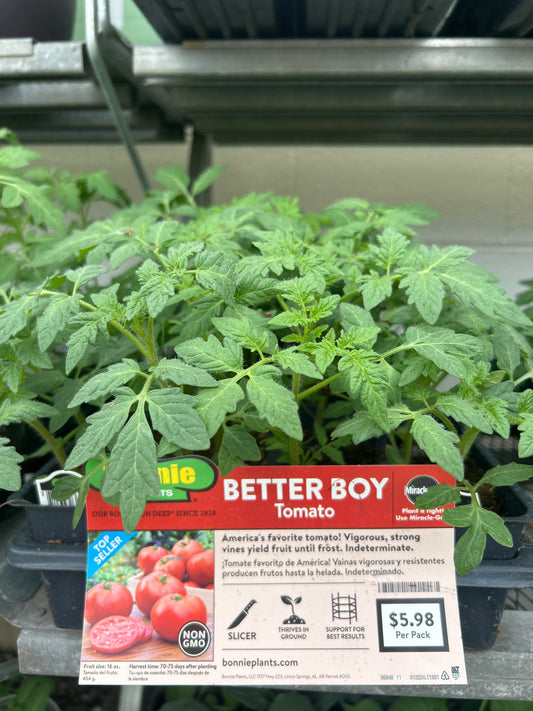 Better Boy Tomato Bonnie 6 Pack