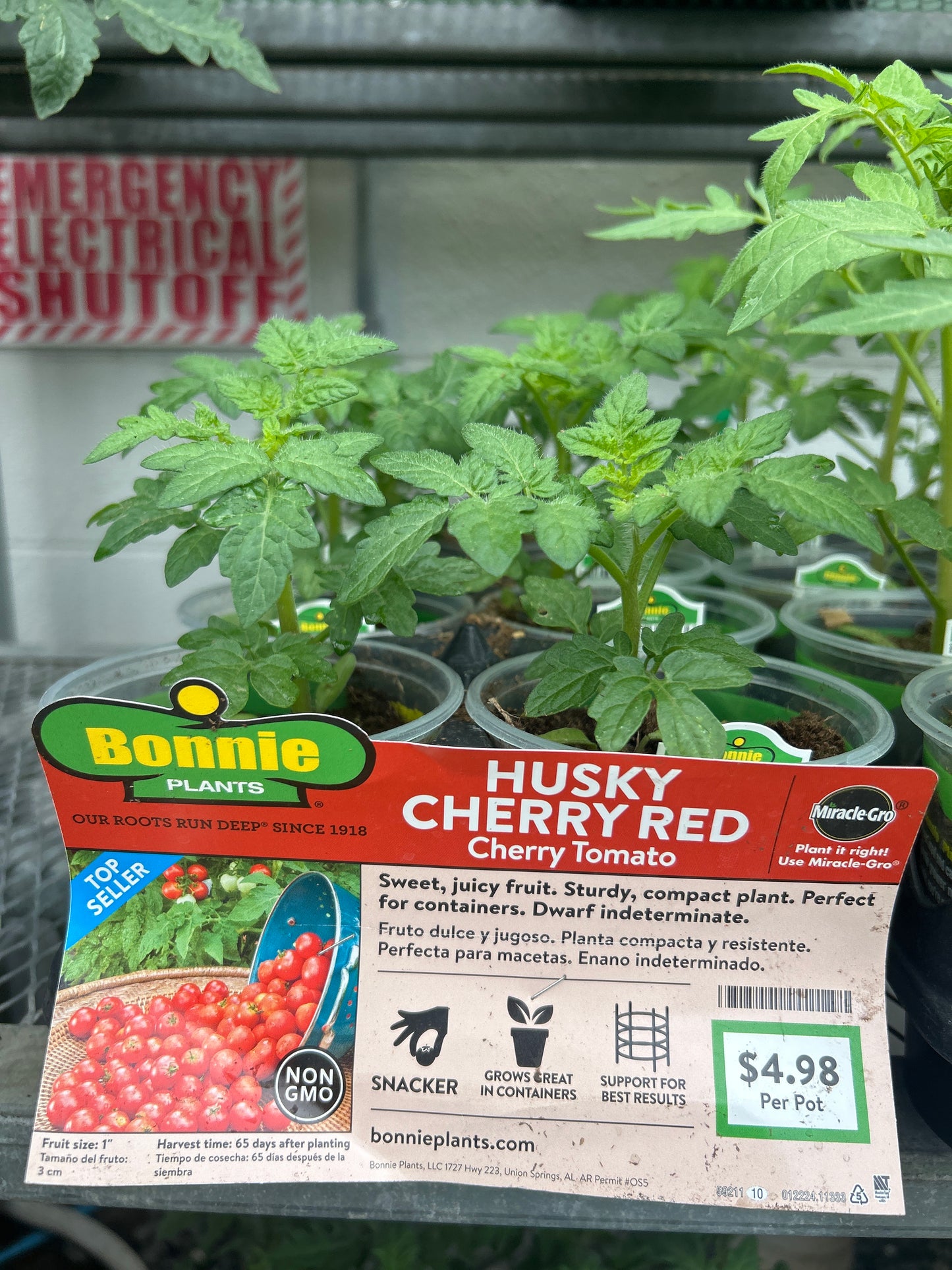 Husky Cherry Red Tomato Bonnie Cup