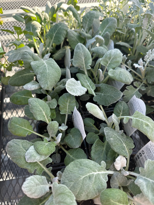 Dusty Miller Cirrus