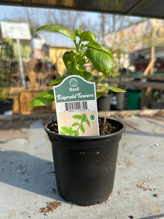 Basil Emerald Towers