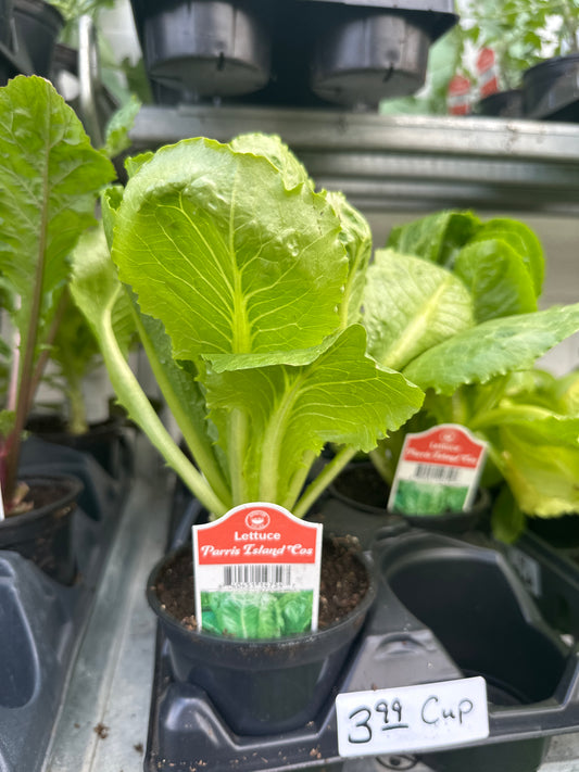 Lettuce Parris Island Cos Cup