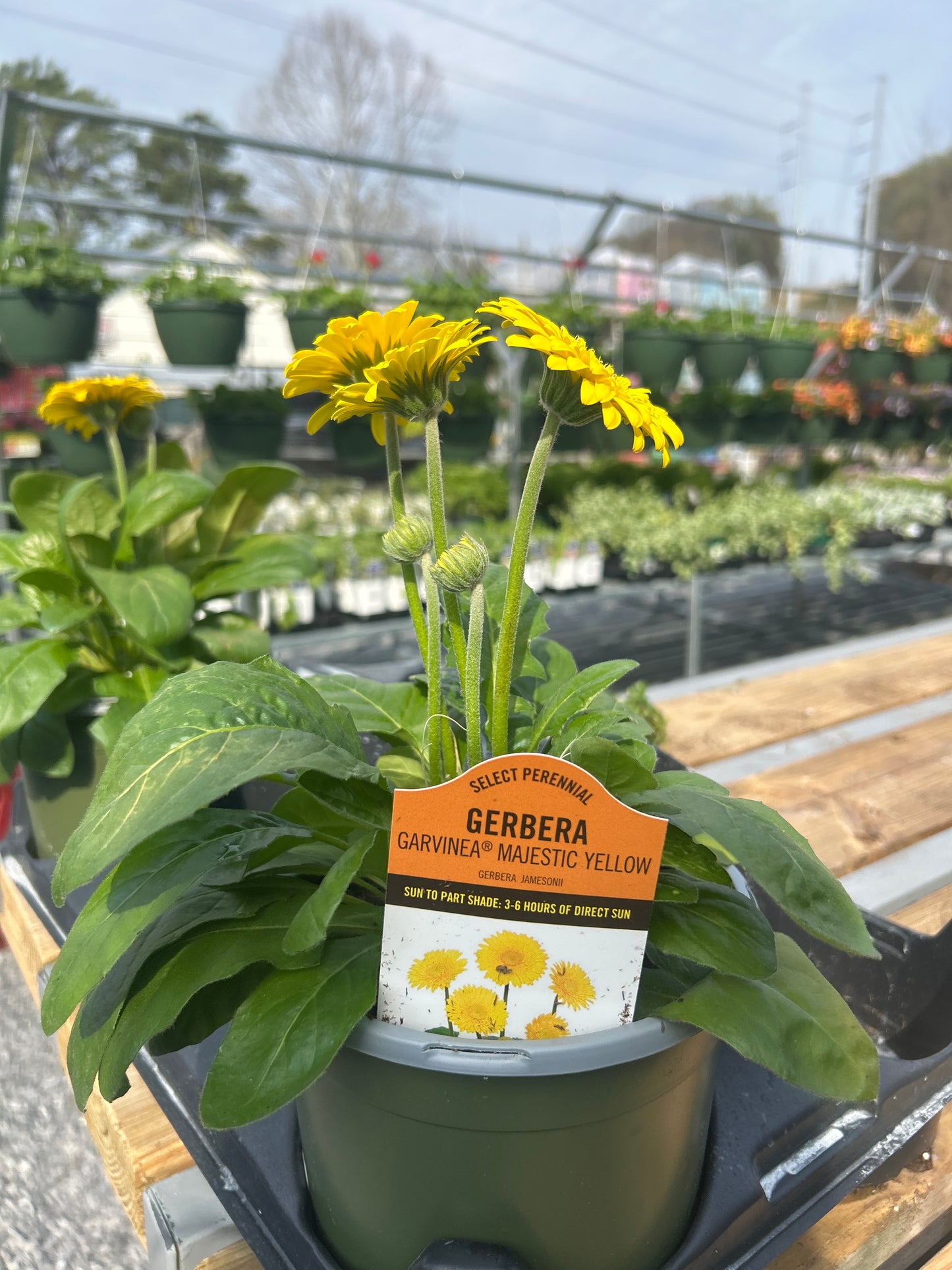 1Gal Perennial Select