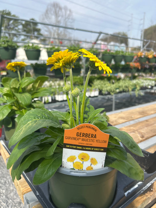 1Gal Perennial Select