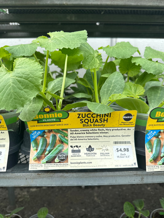 Bonnie Zucchini Squash Black Beauty