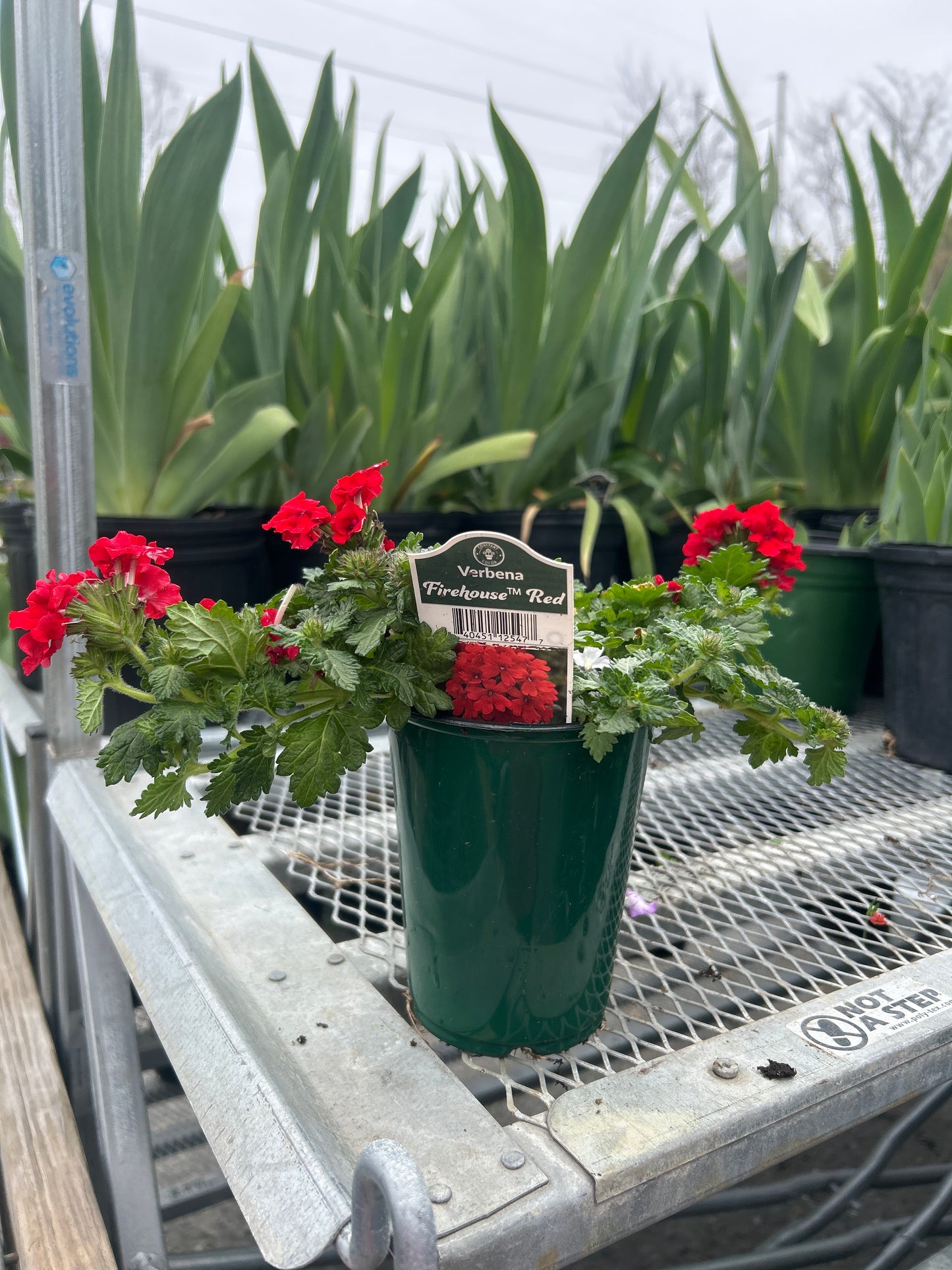 Verbena Cup