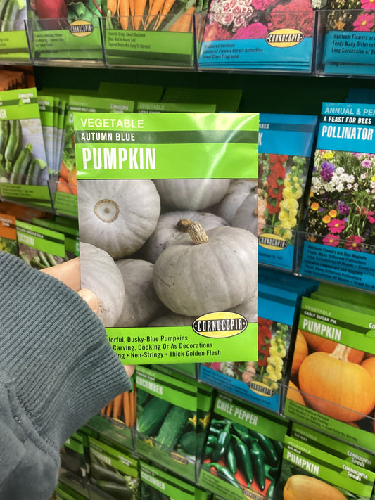 Autum Blue Pumpkin