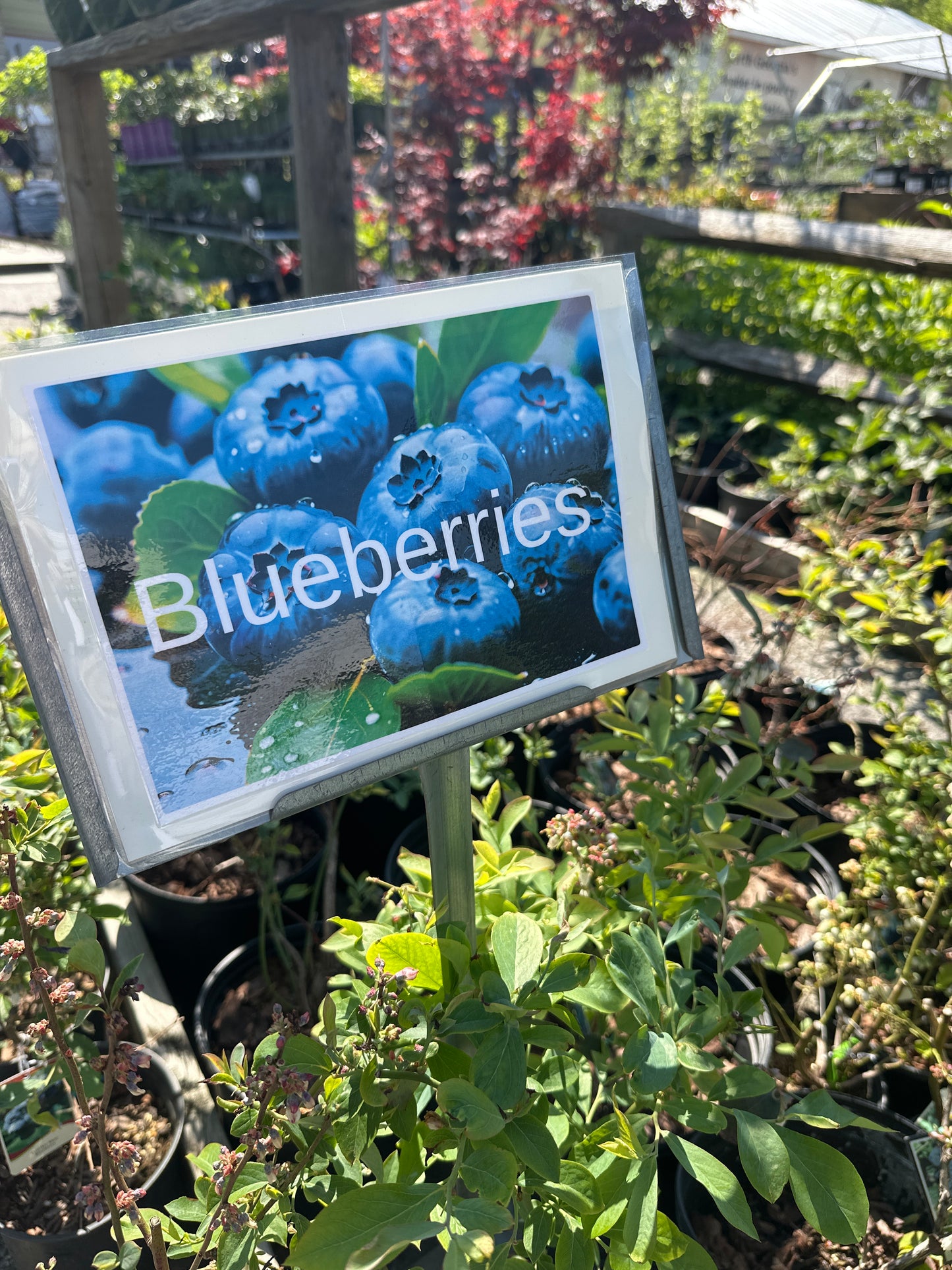 Blueberry 3 Gal