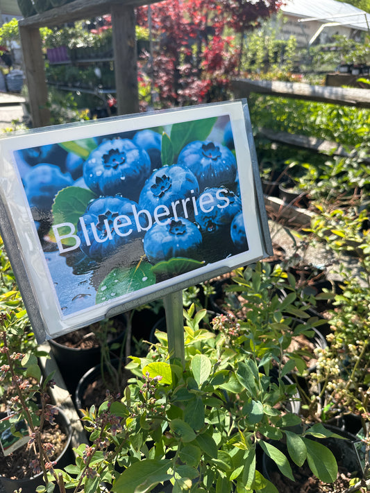 Blueberry 3 Gal