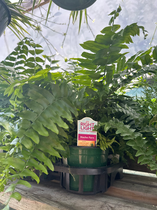 Macho Fern