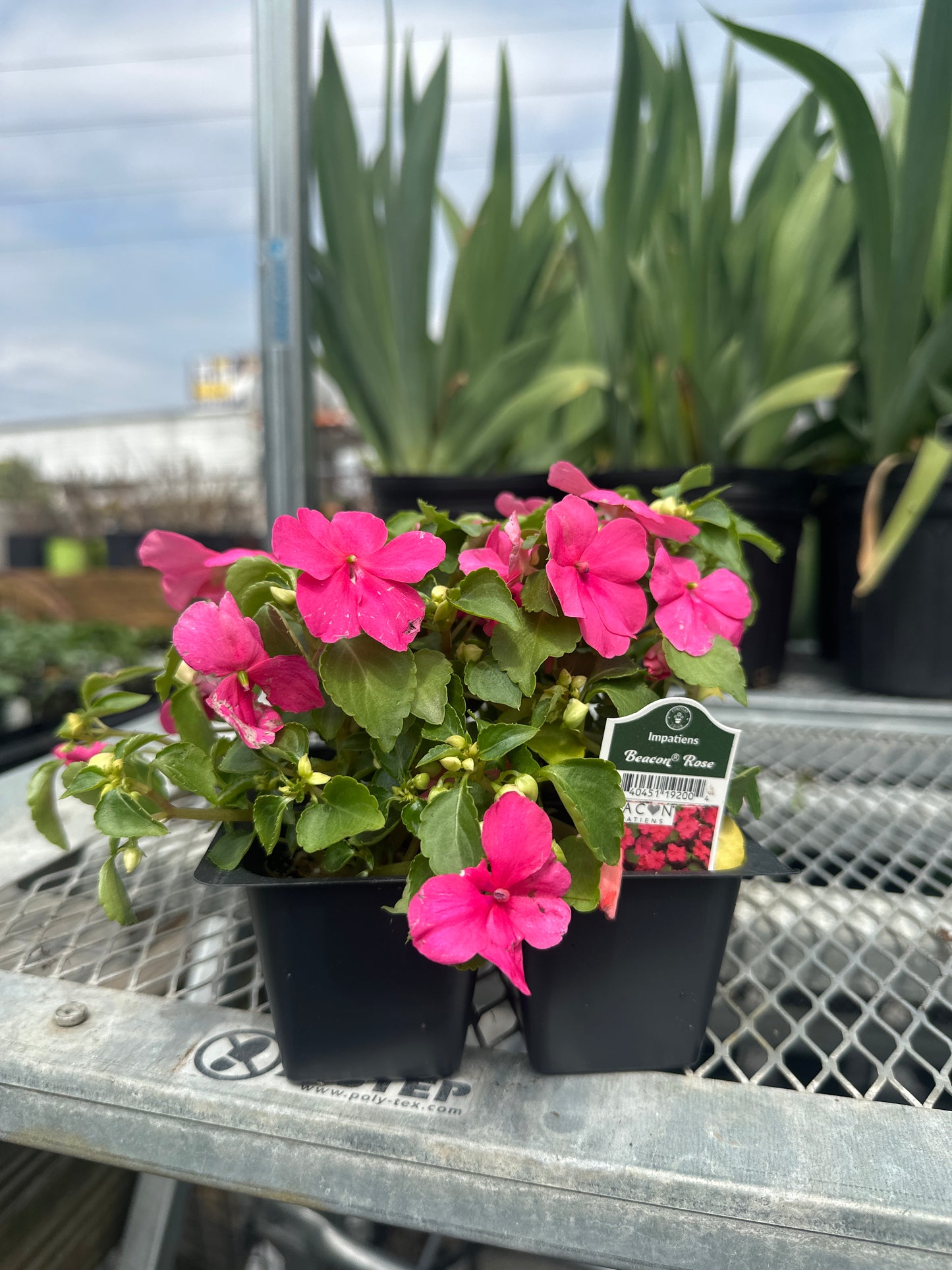Impatiens Beacon Rose 4pack