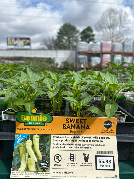 Sweet Banana Pepper Bonnie 6 pack