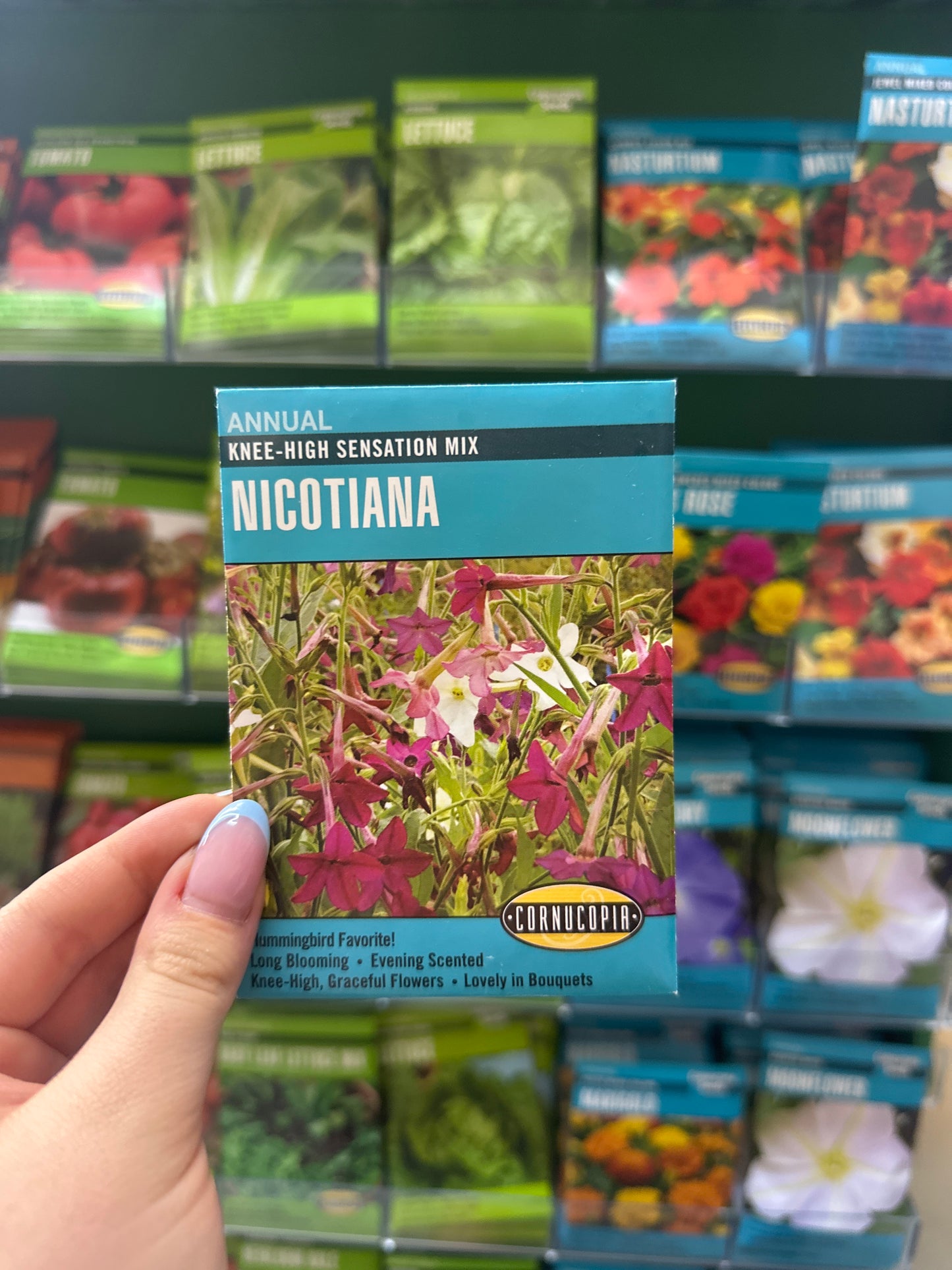 Knee-High Sensation Mix Nicotiana
