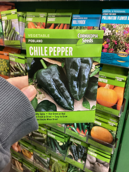 Poblano Chile Pepper