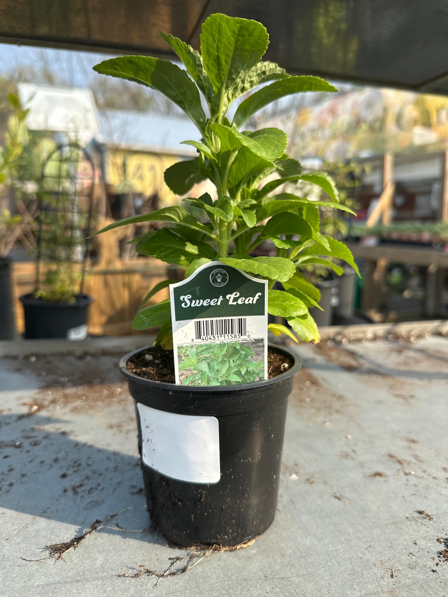 Sweet Leaf