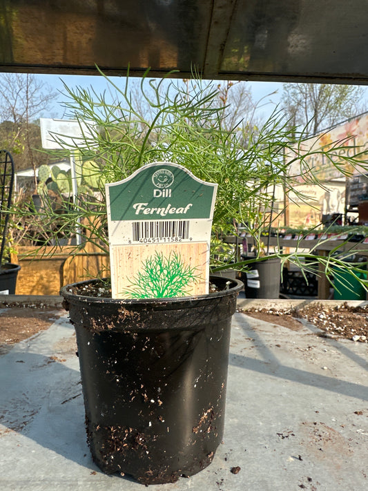 Dill Fernleaf
