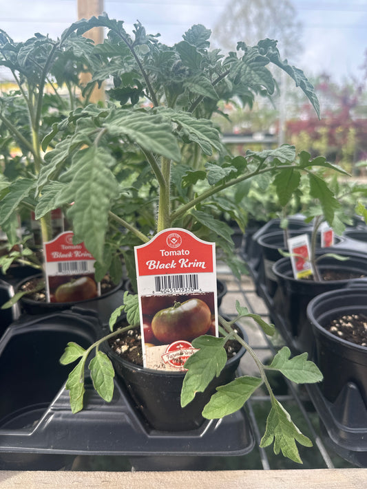 Black Krim Tomato