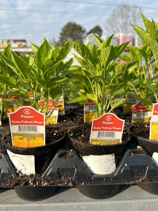 Golden California Wonder Pepper