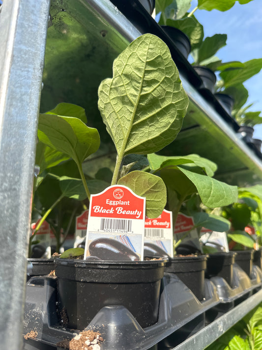 Black Beauty Eggplant Cup