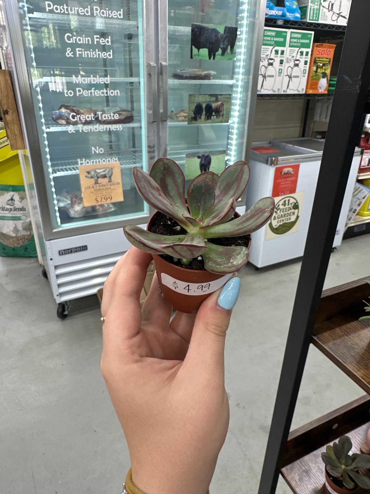 2” Succulents